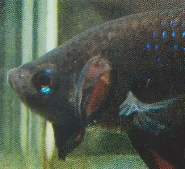 Betta splendens trait – head tone reference (grey to near-black).