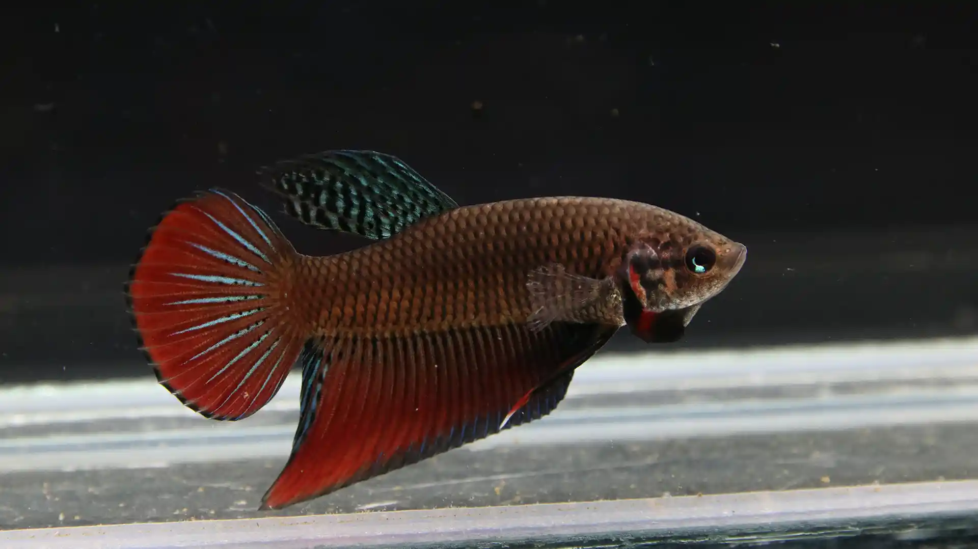 Trait reference overview for Betta splendens showing head tone, cheek marks, and fin pattern cues.