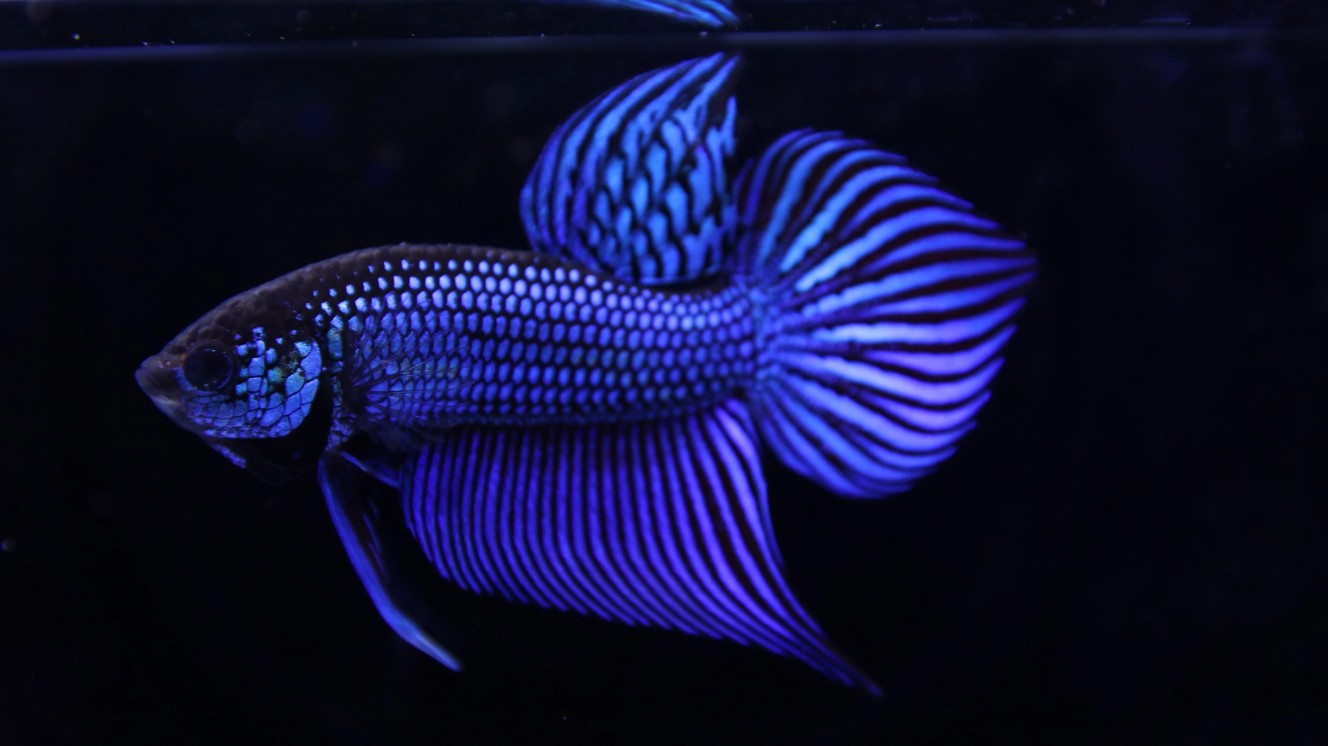 Betta mahachaiensis collector fish selected for premium quality