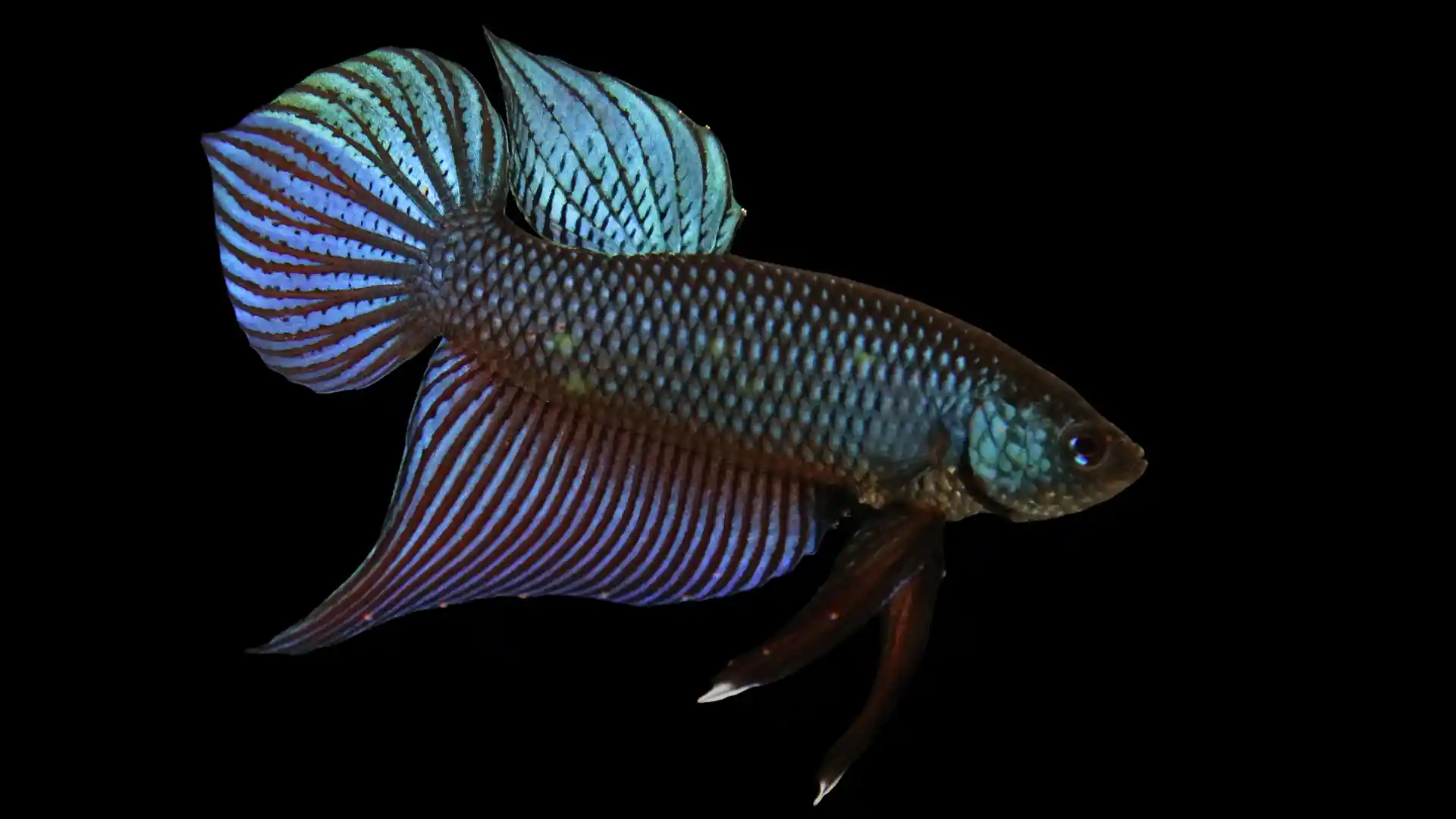 Wild betta breeding guide with a calm Betta smaragdina setup