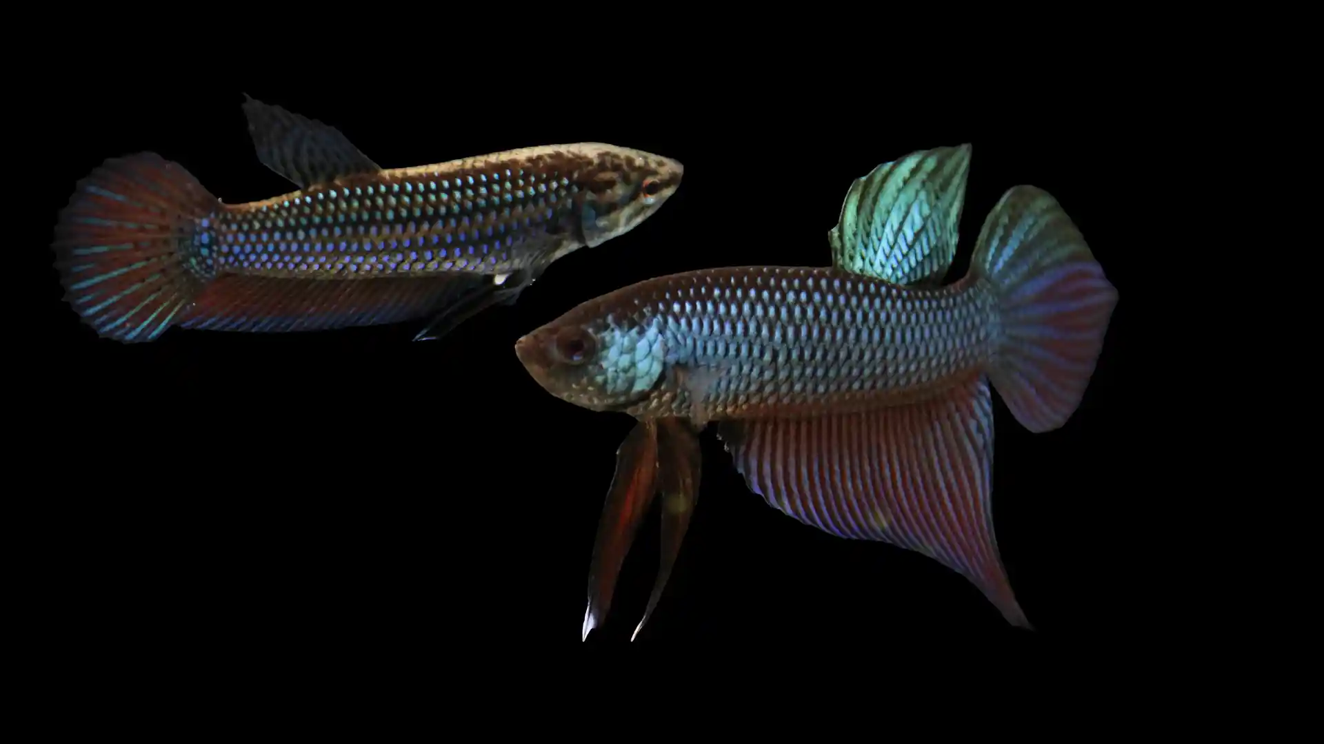 Smaragdina Standard Betta breeding traits