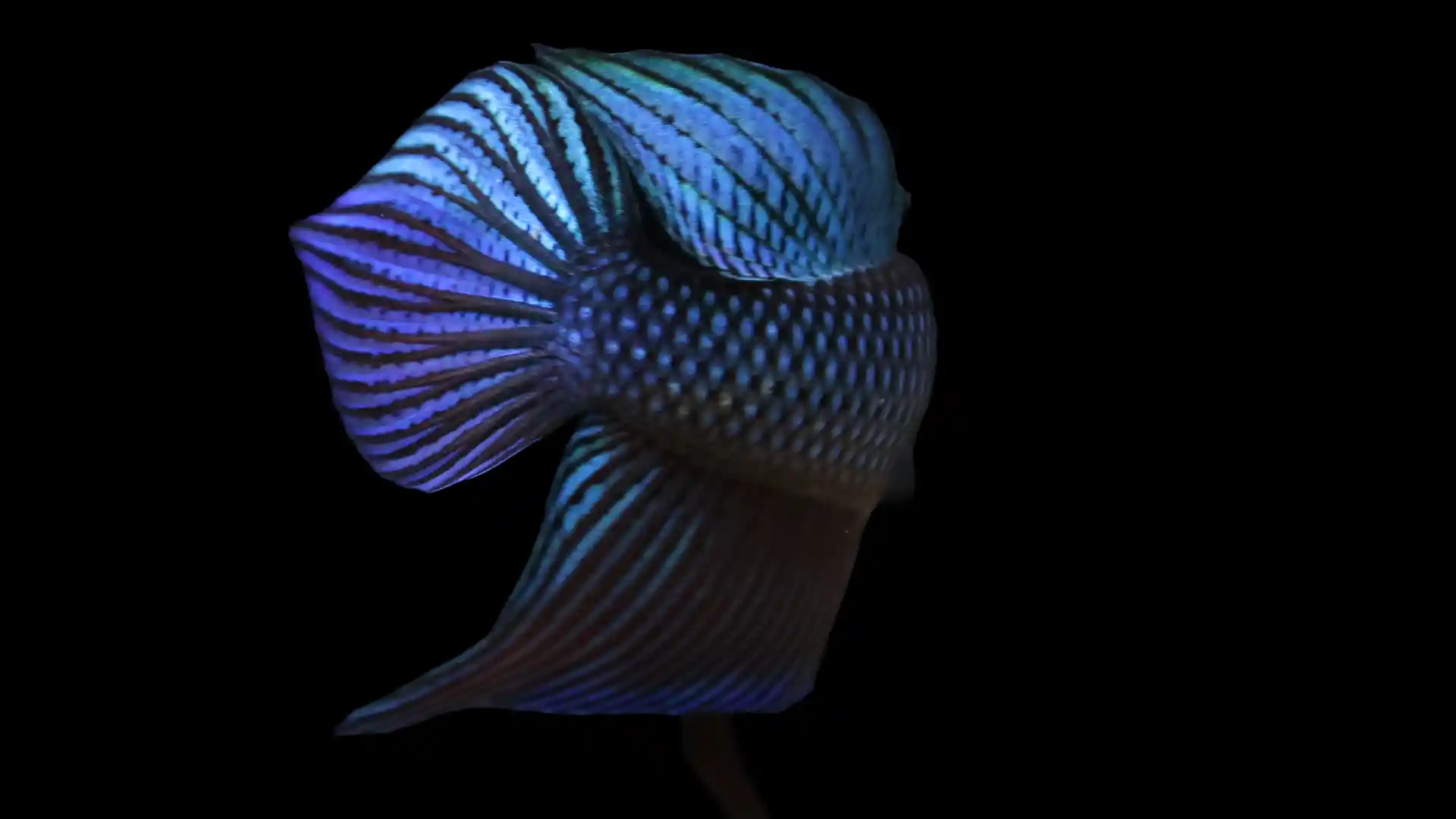 Thai Betta smaragdina bloodline fin pattern