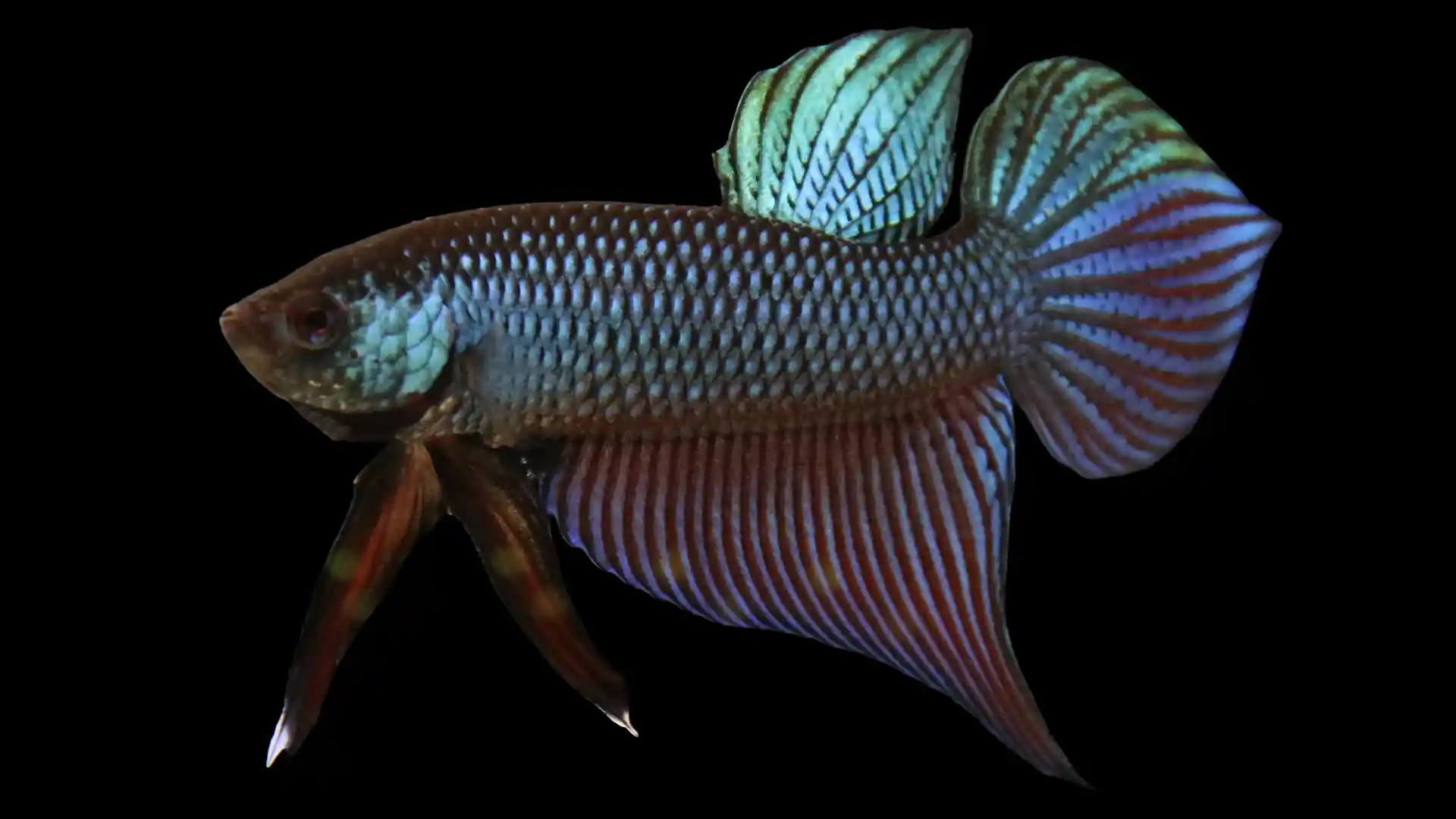 Smaragdina betta natural color standard ventral fins