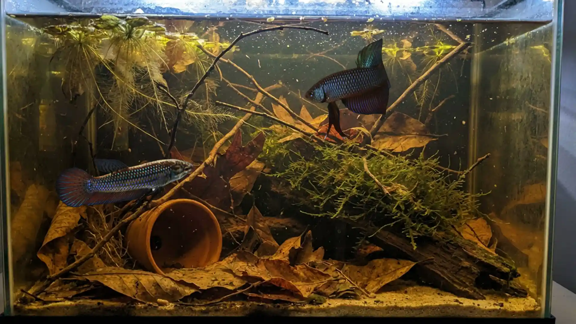 Betta smaragdina male vs female comparison