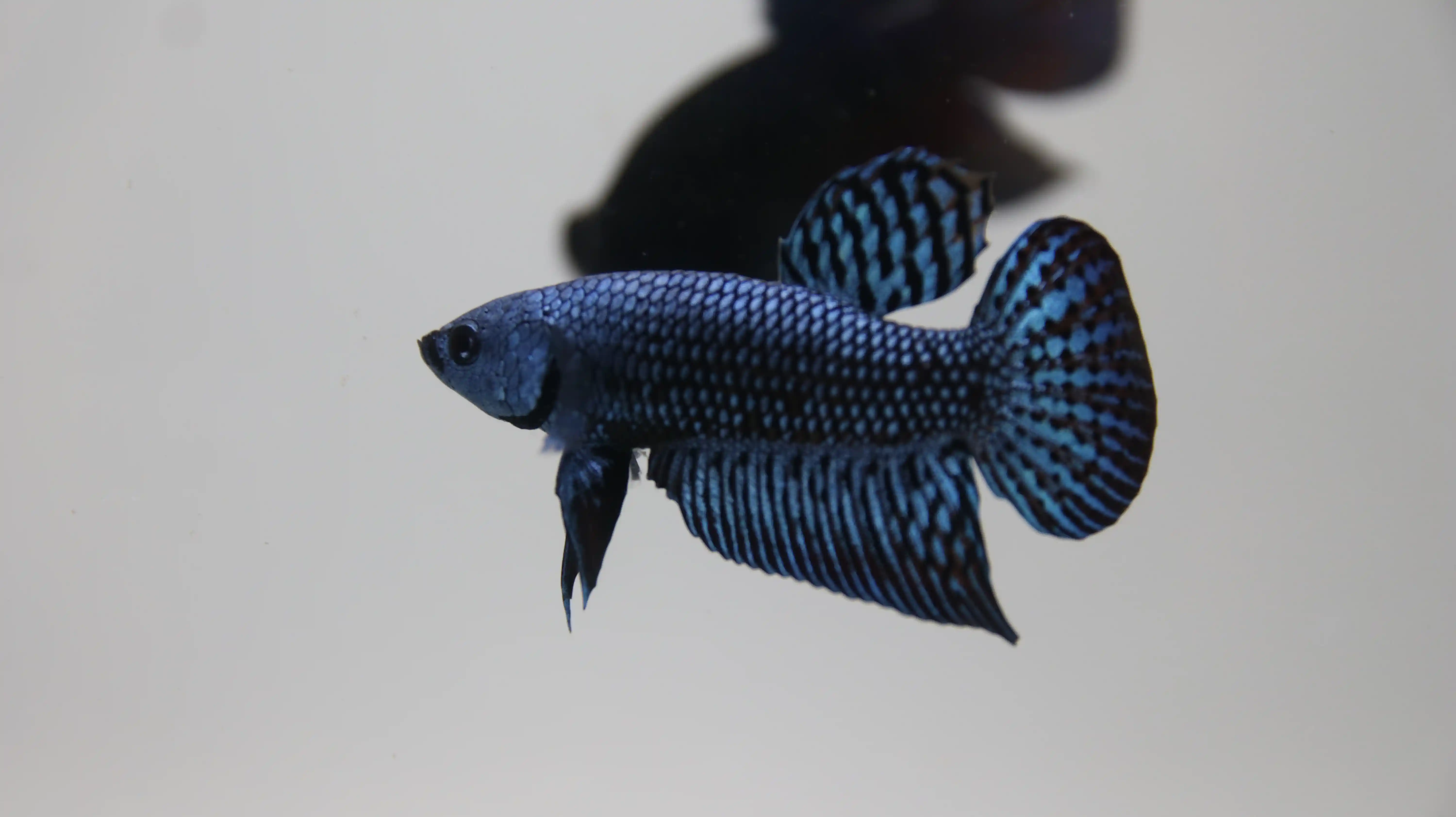 High-end Thai betta fish collector specimen 3