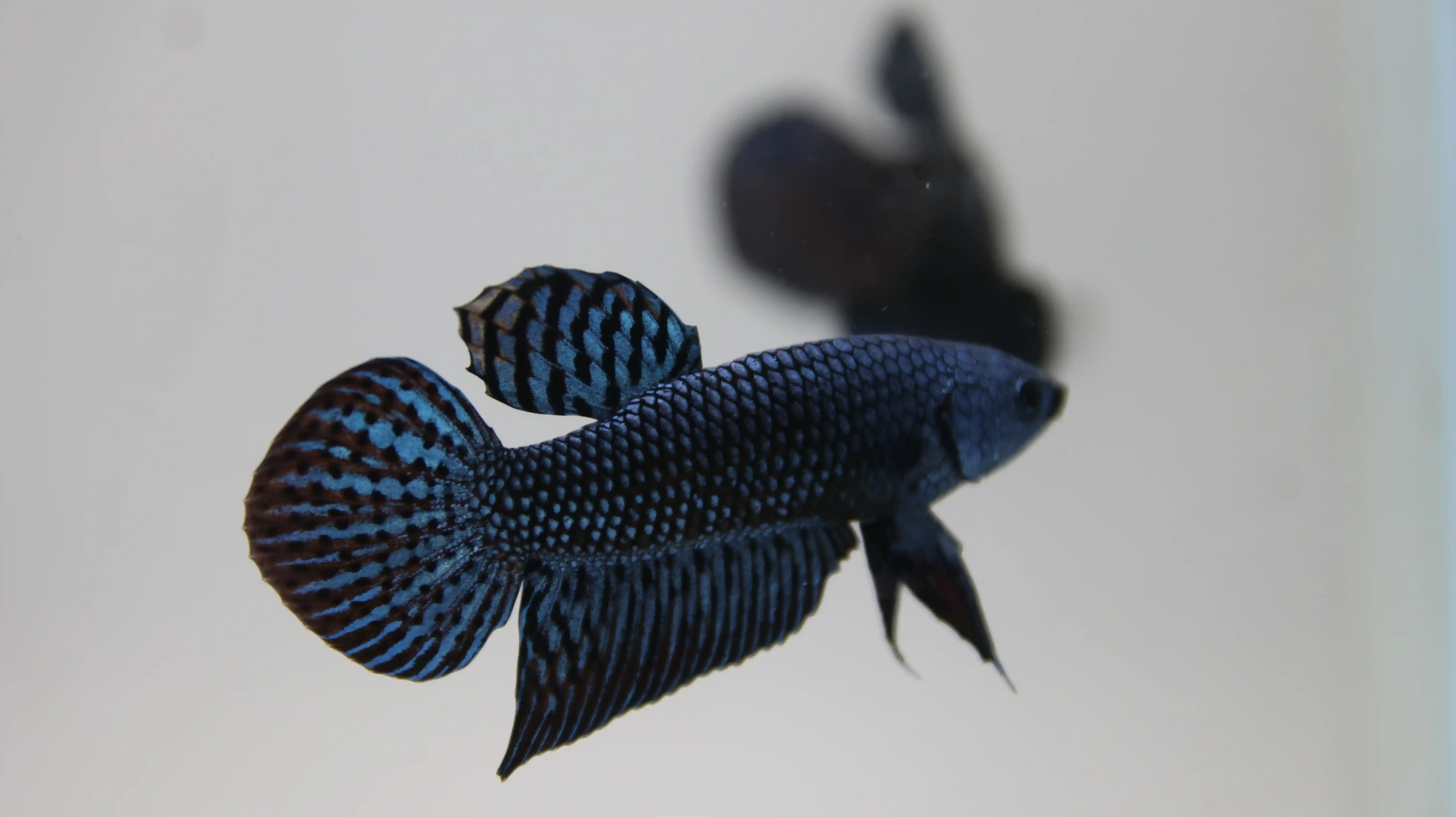 High-end Thai betta fish collector specimen 4