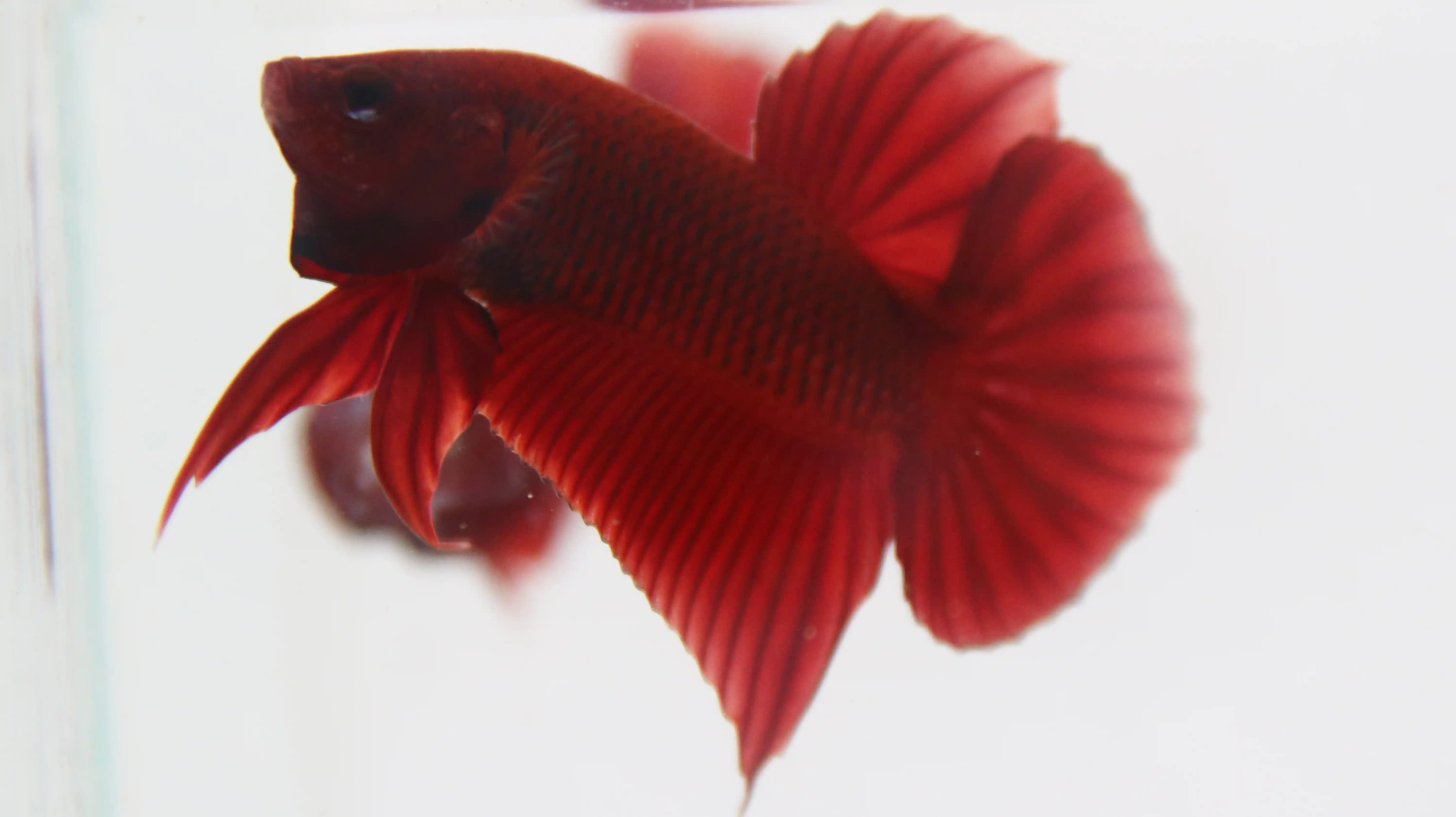 High-end Thai betta fish collector specimen 5