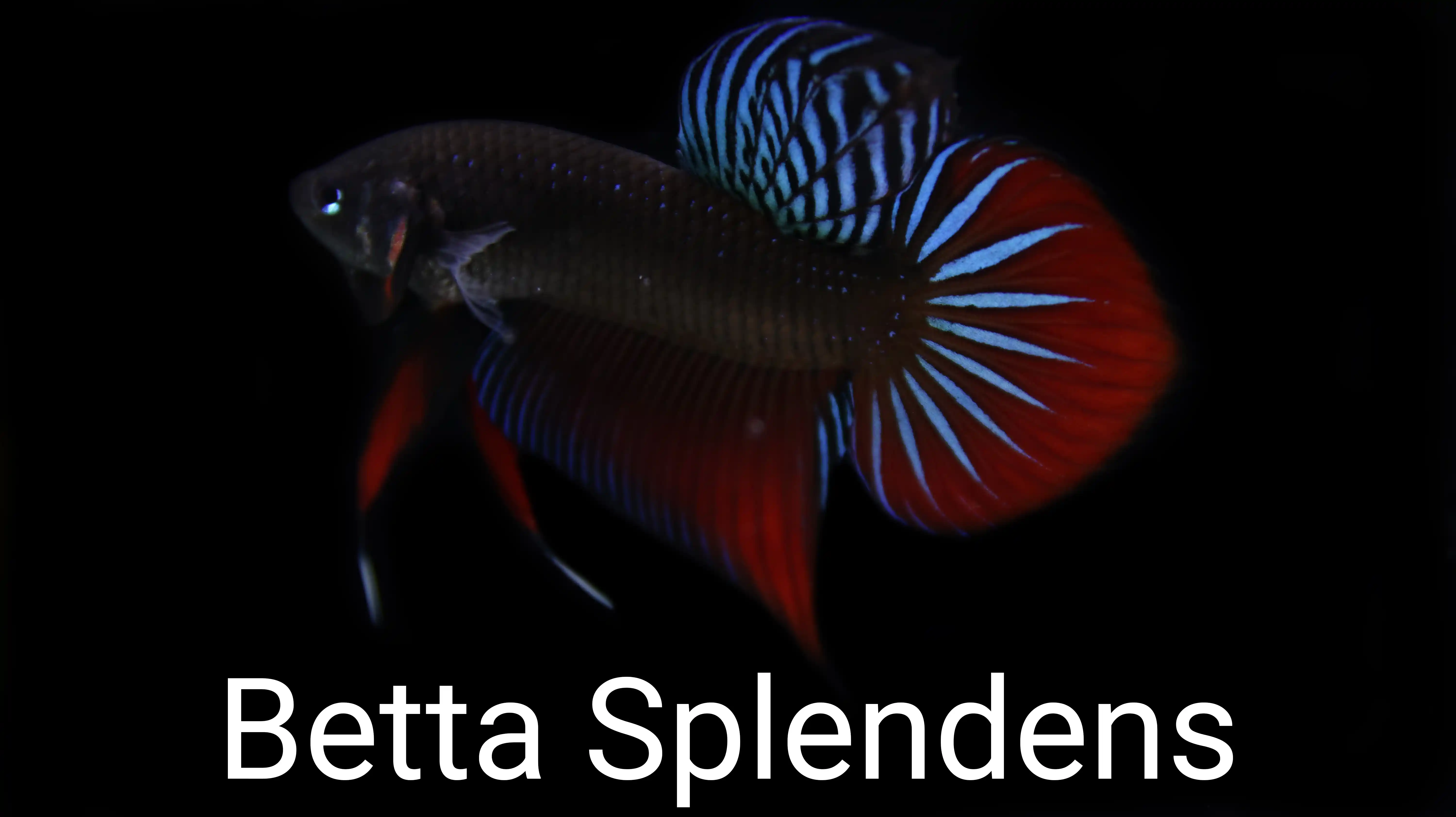 High-end Thai betta fish collector specimen 8