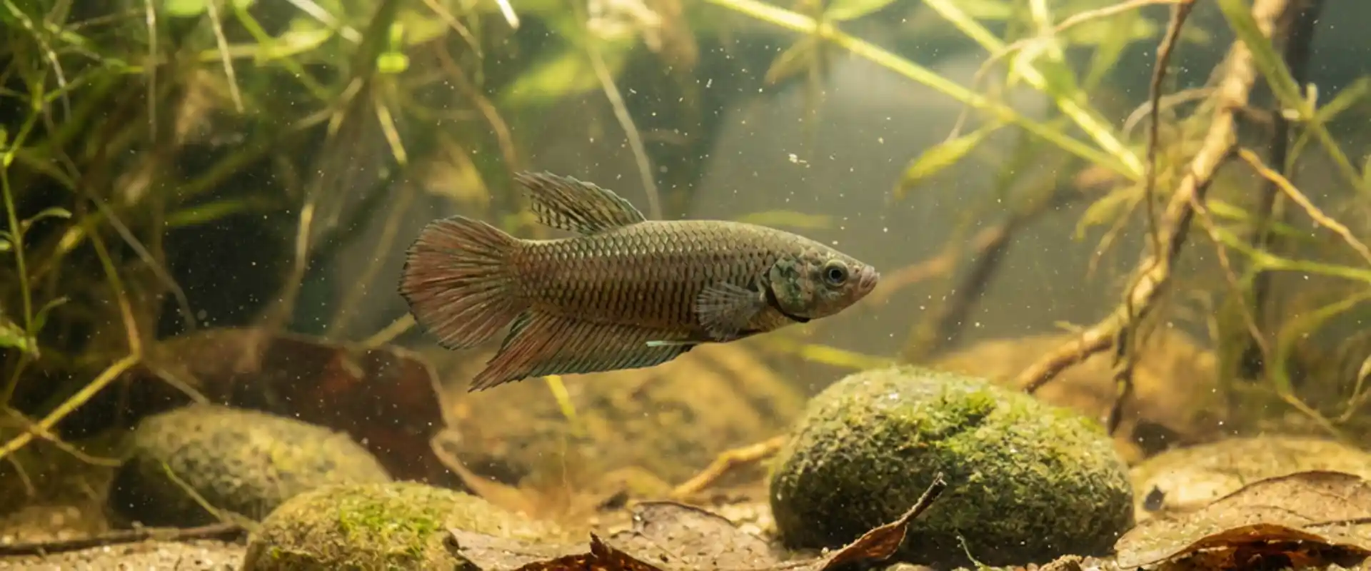 Thai wild betta fish in a natural habitat-style aquarium