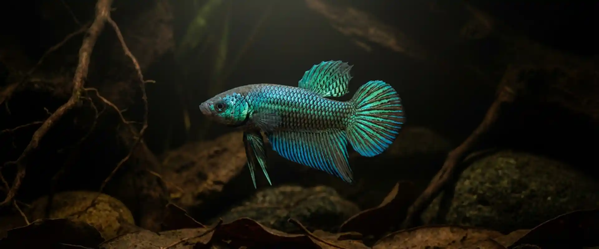 Professional betta fish export packing in a clear bag