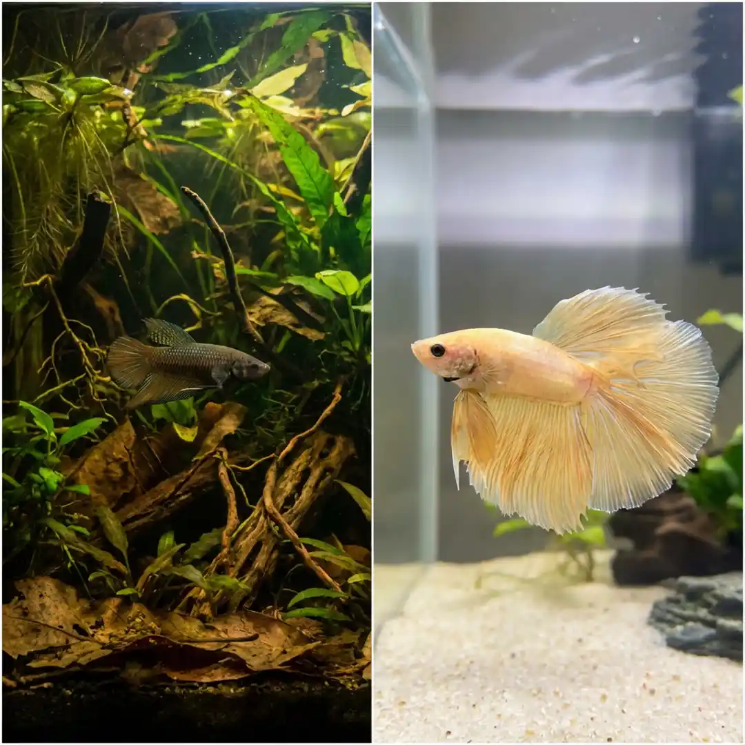 Wild betta and fancy betta care style comparison