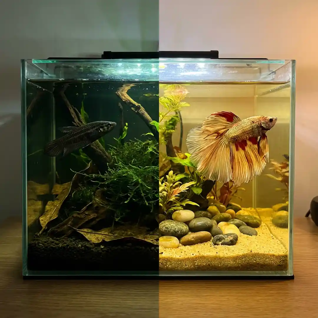 Choosing between wild betta and fancy betta fish