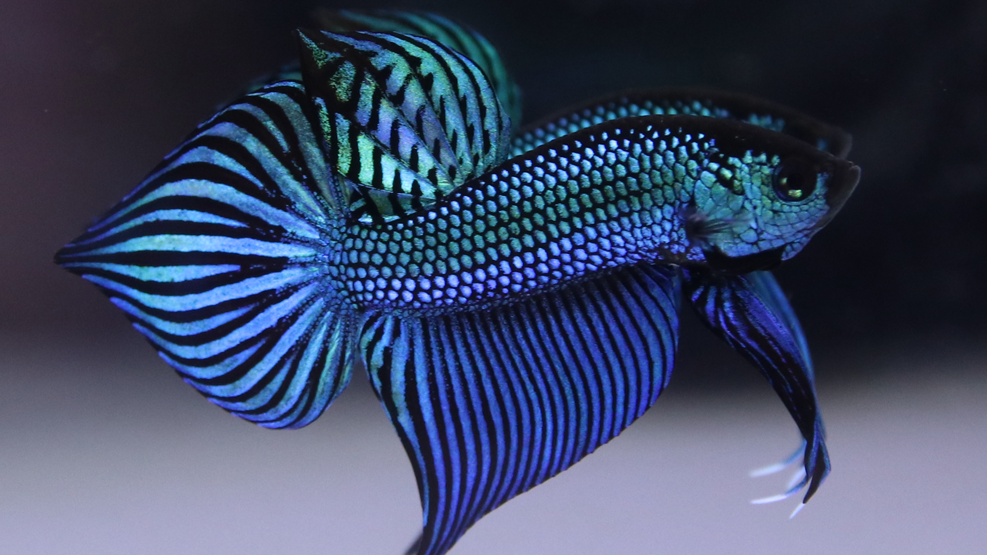 Wild Mahachai betta fish care guide
