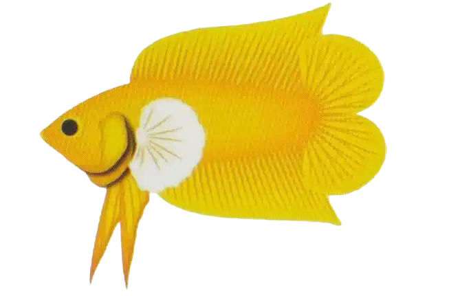 Dumbo DTPK with enlarged pectoral fins and a divided caudal fin