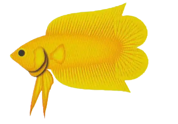 Giant DTPK with a divided double caudal fin
