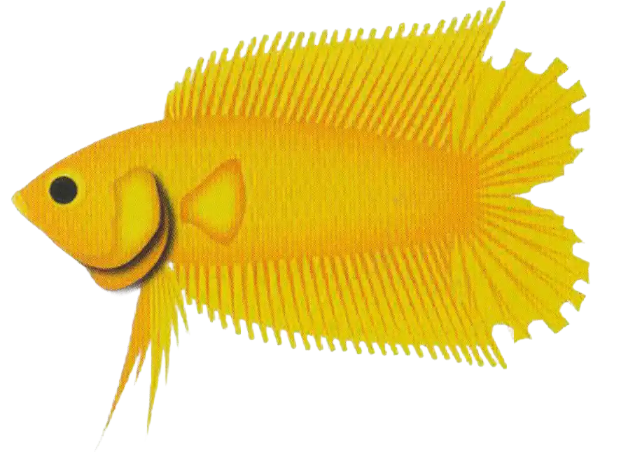 Halfsun DTPK with serrated rays on two separated caudal-fin lobes