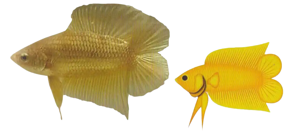 Round Tail DTPK with two separated fan-shaped caudal-fin lobes