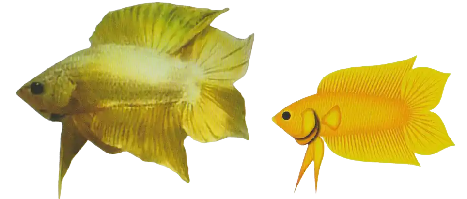 Spade Tail DTPK with two pointed leaf-shaped caudal-fin lobes