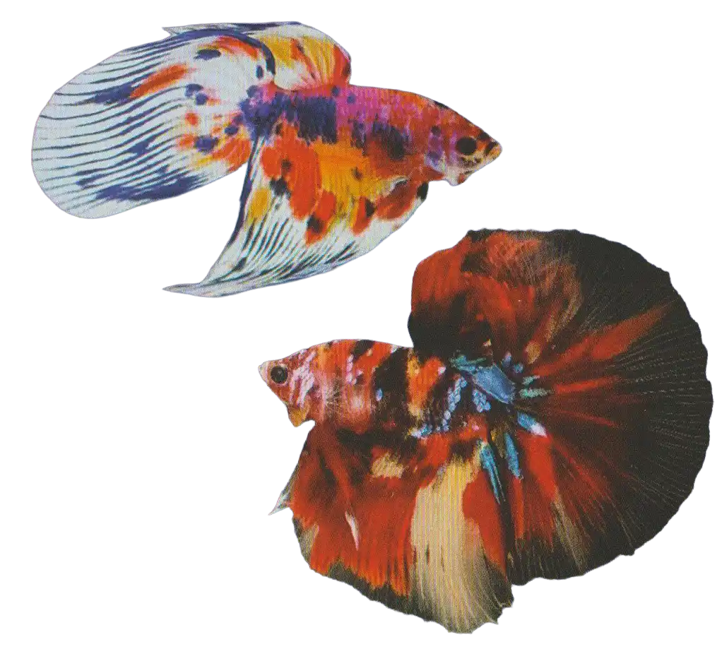 Long Fin Single Tail Thai Ornamental Betta Standard Long Fin Single Tail bettas with extended fins