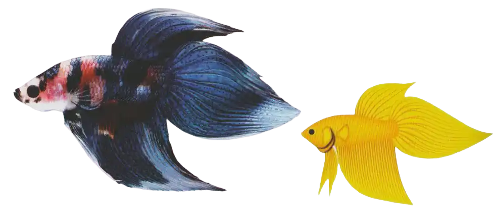 Brush Tail - Long Fin Single Tail Standard Brush Tail betta with a pointed caudal-fin tip