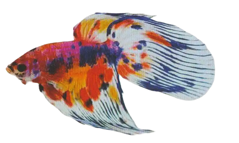 Horse Tail - Long Fin Single Tail Standard Horse Tail betta with a rounded caudal-fin tip