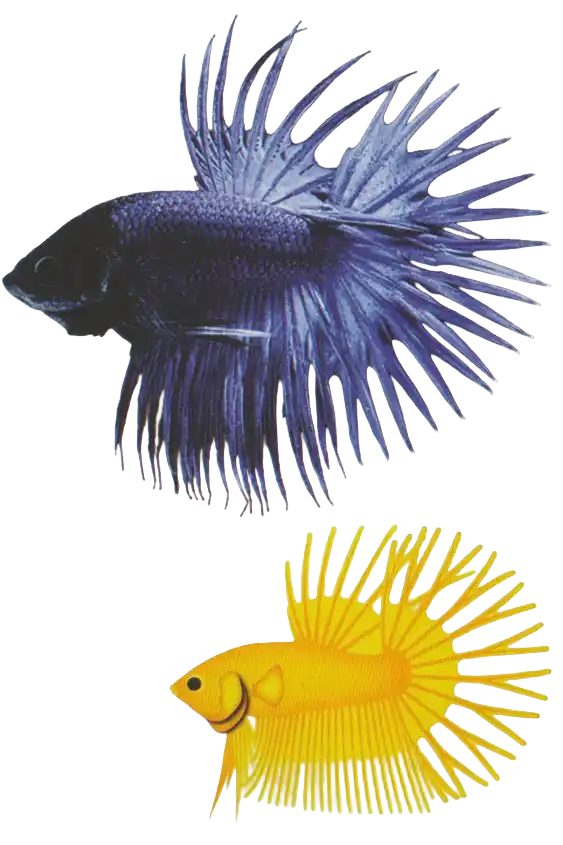 Double Rays CT - Long Fin Single Tail Standard Double Rays CT showing caudal-fin rays split into two