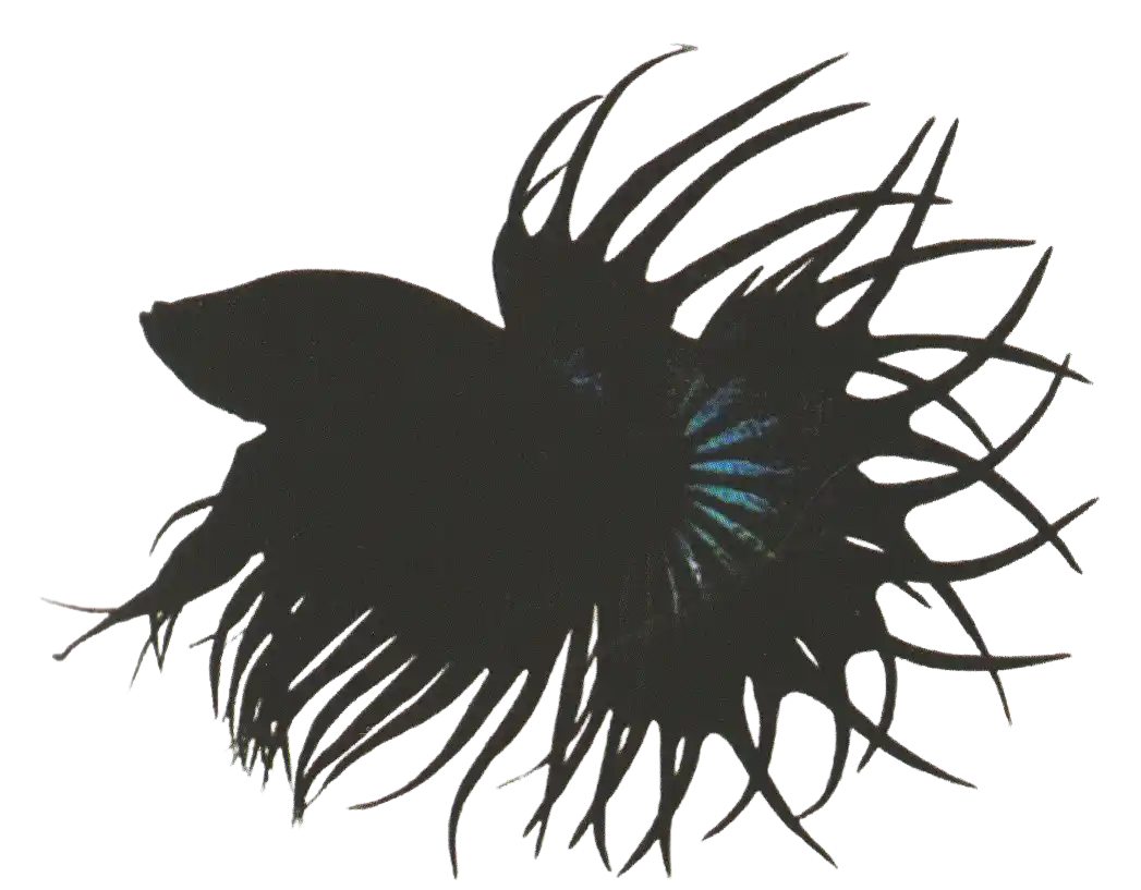 King CT - Long Fin Single Tail Standard King CT with paired caudal-fin tips curving toward each other