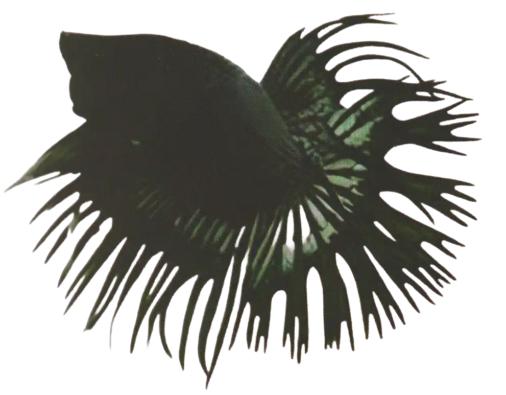 Double Double Rays CT - Long Fin Single Tail Standard Double Double Rays CT showing caudal-fin rays split into four