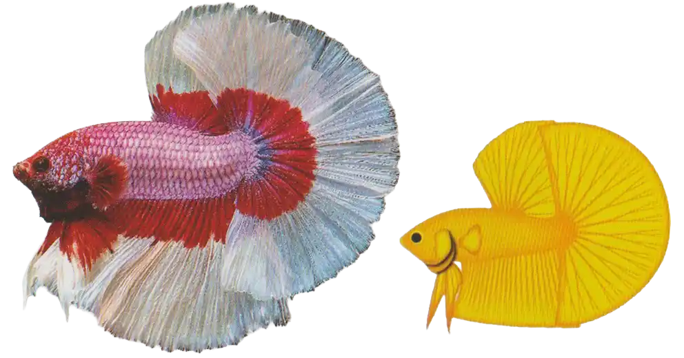 Halfmoon - Long Fin Single Tail Standard Halfmoon betta with a broad semicircular caudal fin