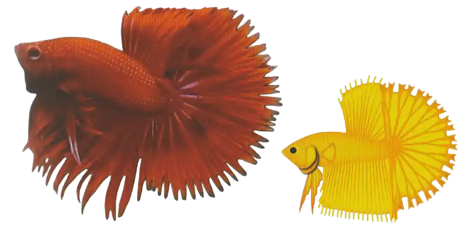 Halfsun - Long Fin Single Tail Standard Halfsun betta with sun-ray-like serrations around the fins