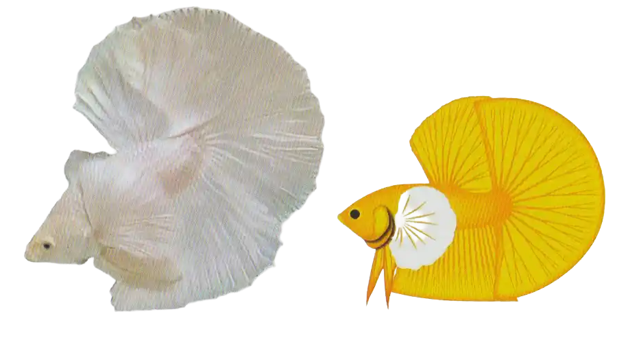Dumbo Long Fin - Long Fin Single Tail Standard Dumbo Long Fin betta with exceptionally enlarged pectoral fins