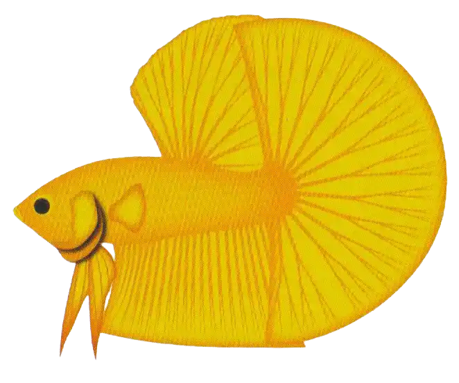 Giant Long Fin - Long Fin Single Tail Standard Giant Long Fin ornamental betta reference illustration