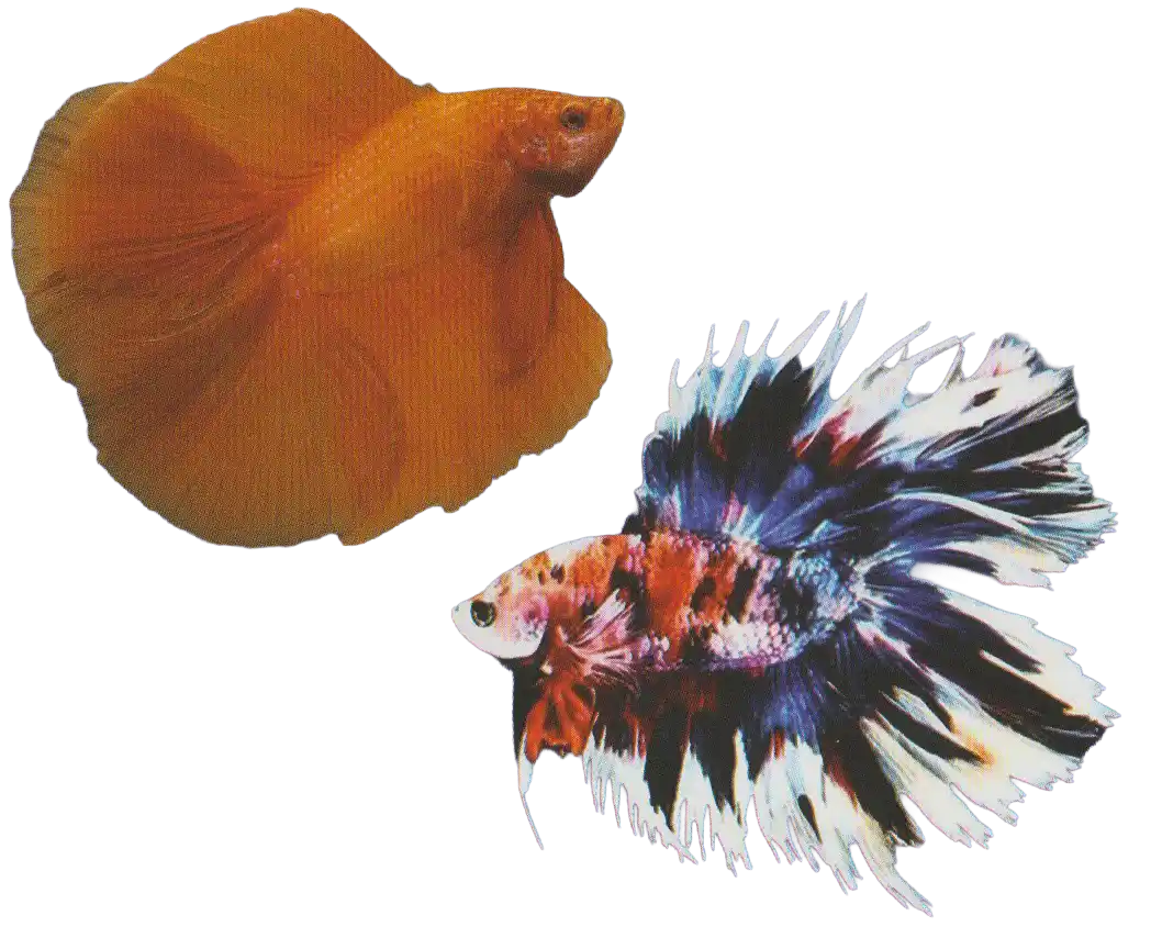 Long Fin Double Tail Thai Ornamental Betta Standard Long Fin Double Tail ornamental bettas showing divided caudal fins