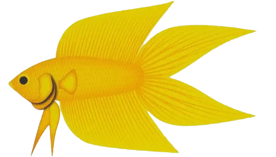 DT Brush Tail - Long Fin Double Tail Standard DT Brush Tail with two long pointed caudal-fin sections