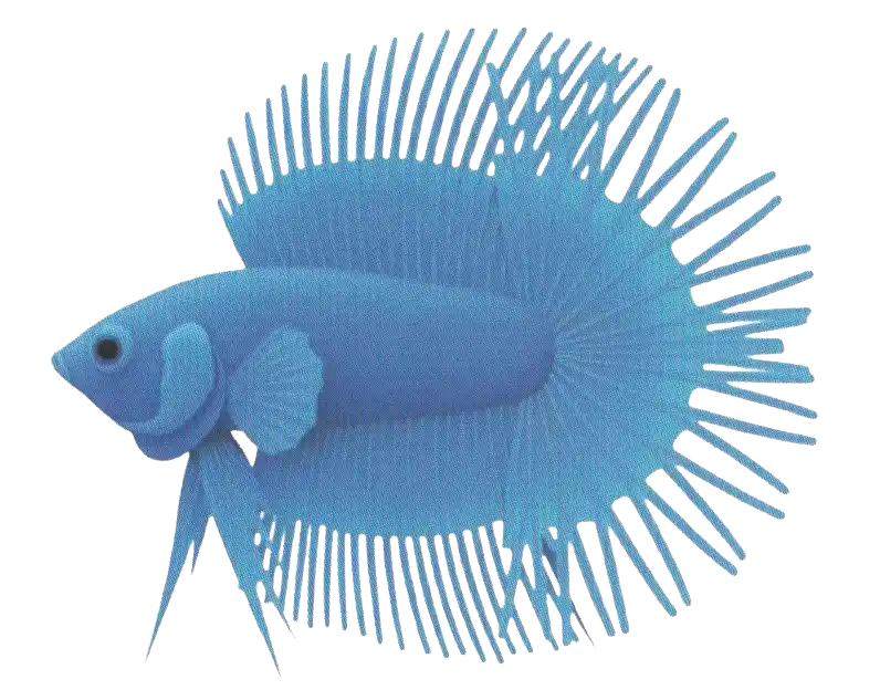 DT Crowntail - Long Fin Double Tail Standard DT Crowntail with two sections and crown-like extended fin rays