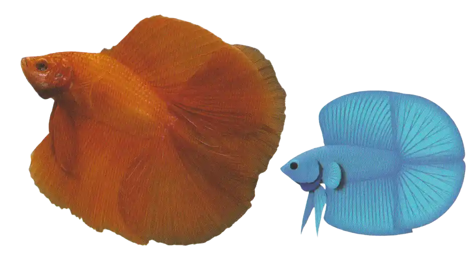 DT Halfmoon - Long Fin Double Tail Standard DT Halfmoon examples with two balanced caudal-fin sections