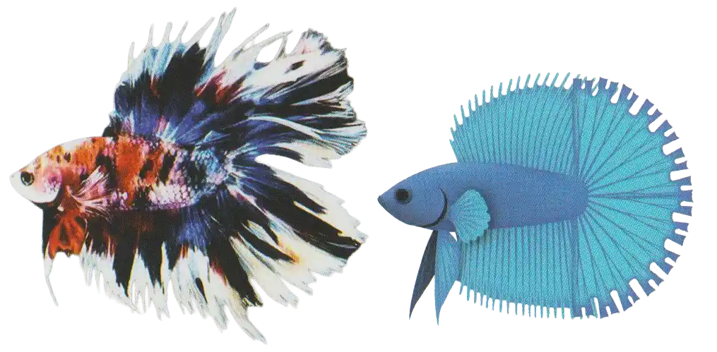 DT Halfsun - Long Fin Double Tail Standard DT Halfsun examples with sun-ray-like serrated fin edges