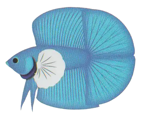 DT Dumbo Long Fin - Long Fin Double Tail Standard DT Dumbo Long Fin with enlarged white pectoral fins