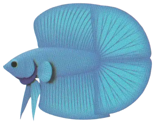 DT Giant Long Fin - Long Fin Double Tail Standard DT Giant Long Fin reference illustration with a divided caudal fin