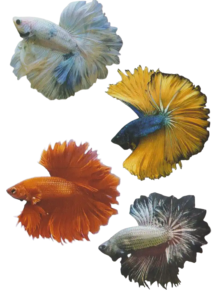Four ornamental bettas with layered and overlapping caudal-fin edges