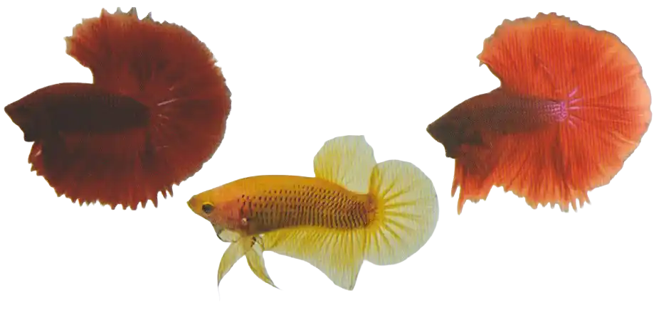 Retro Solid Color examples — Thai ornamental betta color reference Three bettas in red, yellow, and orange colors