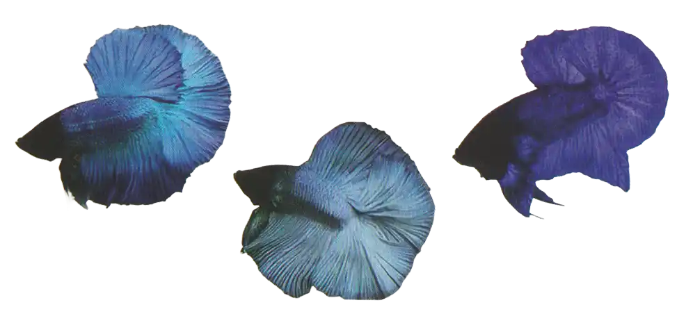 Black Head color examples — Thai ornamental betta color reference Three blue and green bettas with dark heads
