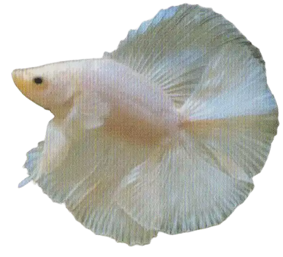Opaque — Thai ornamental betta color reference Pale opaque ornamental betta