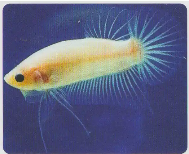 Cellophane — Thai ornamental betta color reference Light-bodied betta with transparent fins