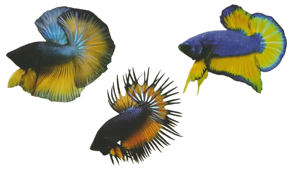 Retro Mix Color examples — Thai ornamental betta color reference Three bettas with dark bodies and yellow or orange fins