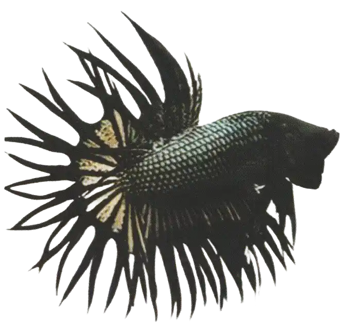 Black Copper — Thai ornamental betta color reference Dark metallic betta with extended fin rays