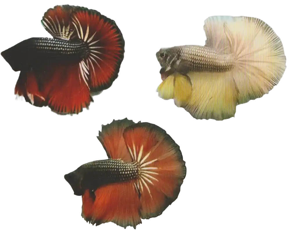 Copper color examples — Thai ornamental betta color reference Three bettas with dark, yellow, orange, and copper-toned colors