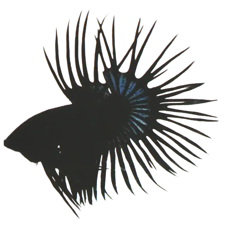 Black Orchid — Thai ornamental betta color reference Black betta with blue highlights along the fin rays