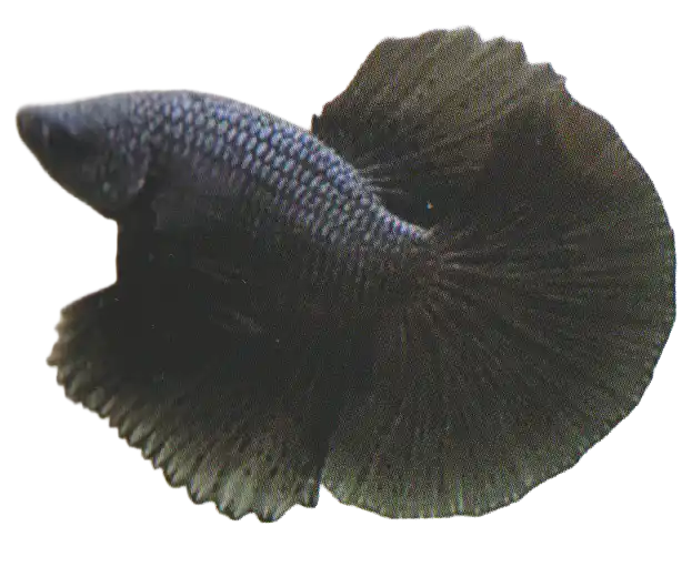 Melano — Thai ornamental betta color reference Solid dark ornamental betta