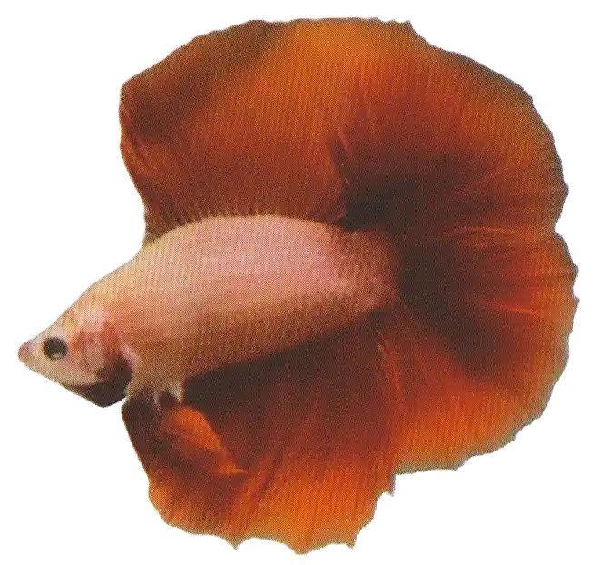 Cambodian — Thai ornamental betta color reference Pale-bodied betta with red fins